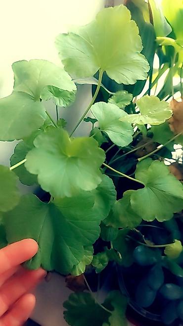 Отдам даром: Цветы от 50 сом и выше — 7