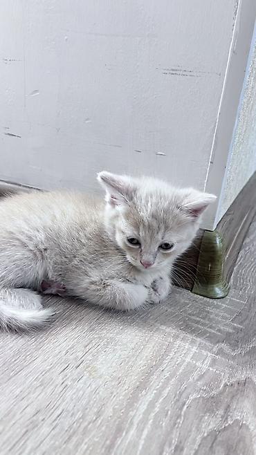 Кошки: Отдаю котят в Добрые Руки - 4-ро котят; - светлый кремовый окрас; — 5