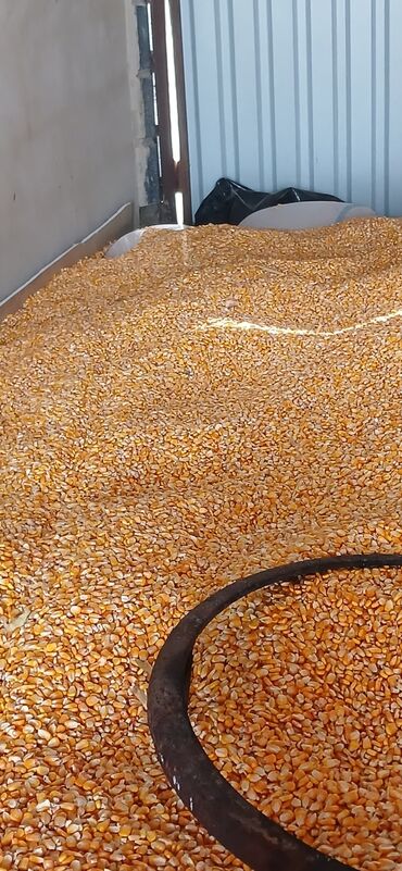 все для животных: Пордпю кукурузу 15 сом в наличии 8 тон