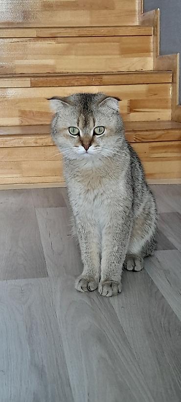 pisik adlari: Şinşilla, Erkək — 1