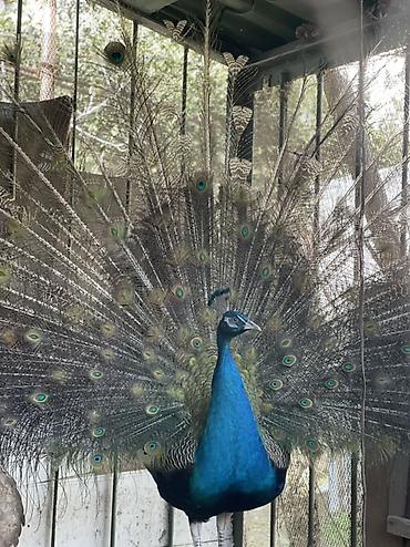 qaz quş: Mavi tovuz quşu – dekorativ quş - Növ: Hindistan tovuz quşu (Pavo — 1