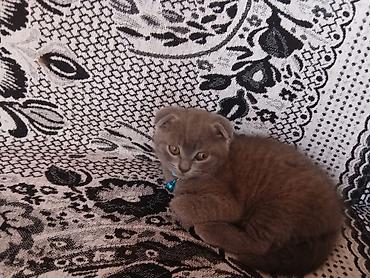 Pişiklər: Şotland — 7