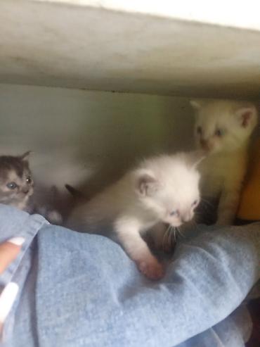 Продажа кошек: Котята с голубыми глазами - Помёт из нескольких котят: светлые — 13
