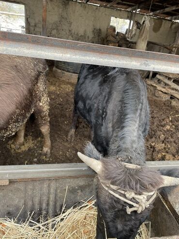 продаю связи с переездом: Продаю | Бык (самец) | Привязанные