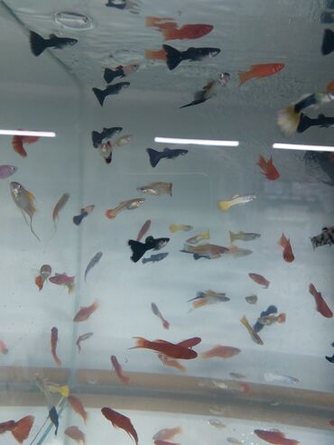 balıq akvarium: Balıqlar