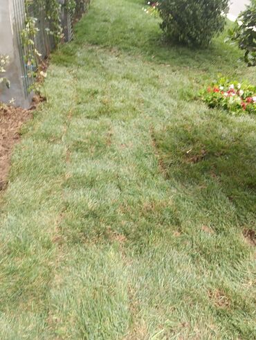 Toxumlar: Qazon catrlma qurasdrma 
tordf
kakavide var topdan sats qiymete — 16