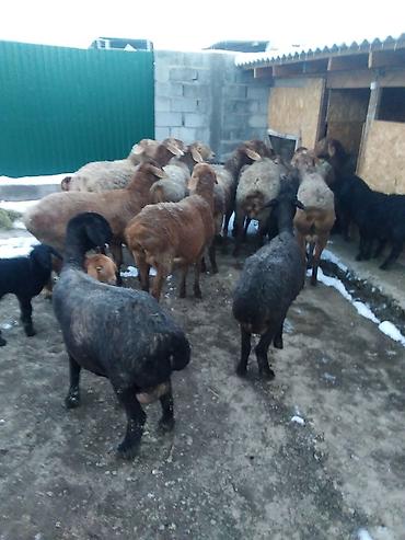 Баран, овца: Продаю | Овца (самка), Ягненок, Баран (самец) | Полукровка | На забой, Для разведения, Для шерсти | Племенные, Котные, Матка — 3