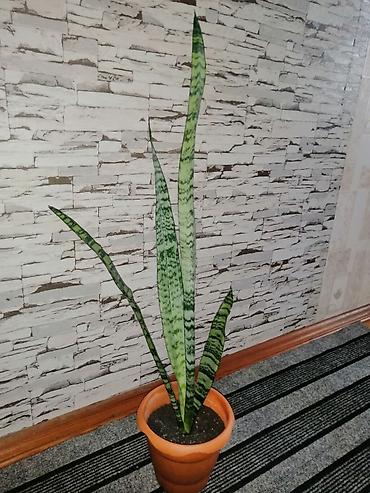 agac satisi baki: Sansevieria (Qaynanadili) – dekorativ ev bitkisi - Növ: Sansevieria — 1