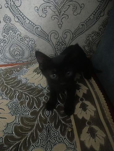 кошк: Котята домашние, окрас черный и черно‑белый (носочки и белая грудка у — 2