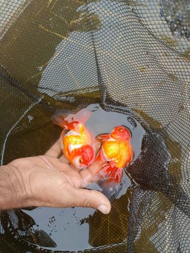 Balıqlar: Oranda2 quyruq qiyməti 2 manat. 4 quyruq qiyməti 3 manat Ünvan — 10