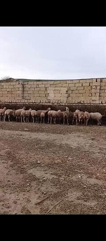 kirpi eti satışı: Quzu kəsimi və təmizlənmiş ət - Yerli təsərrüfatda yetişdirilən — 6