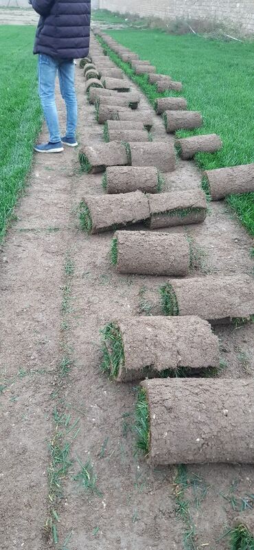 Toxumlar: Qazon sifarişi qəbul olunur yüksək keyfiyyətli danimarka toxumu ilə -da lalafo.az — 11 Toxumlar: Qazon sifarişi qəbul olunur yüksək keyfiyyətli danimarka toxumu ilə — 11