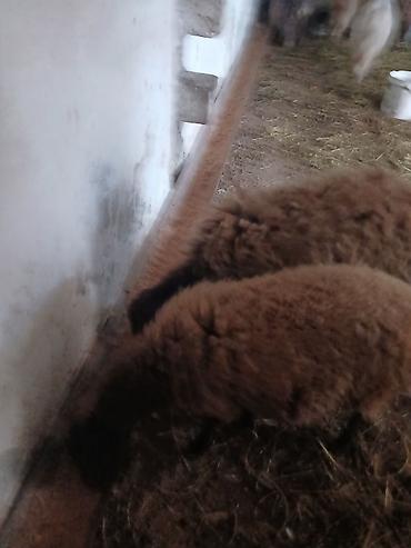 Qoyunlar, qoçlar: Iki baş qala cinsi ekizdilər 11 ayLlqdlLar qiymet birine aiddir.qoc — 5