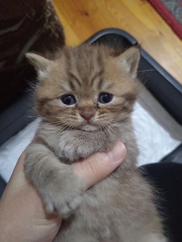 Pişiklər: Britan, Erkək, Yaxşı əllərə, Ünvandan götürmə — 5