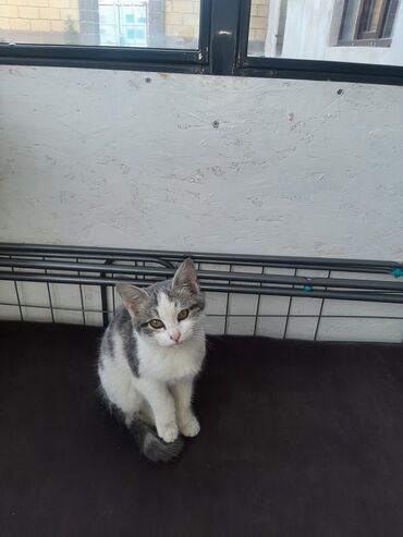 продажа домашних животных: Кошка даром: Беспородная, 3 месяца, Девочка