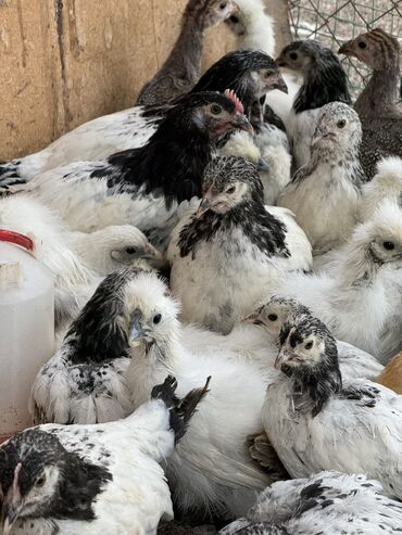 бройлеры оптом: Продам по 350 сом оптом Породы Лакефельдер Китайский шелк Шабо at lalafo.kg бройлеры оптом: Продам по 350 сом оптом Породы Лакефельдер Китайский шелк Шабо