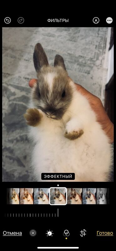 силиконовые формы для декоративного камня: Декоративные кролики оба мальчики,
вместе с клеткой