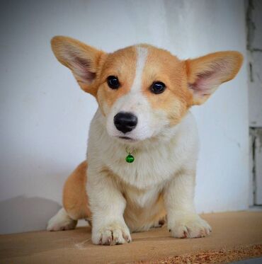 Psi: Prelepi štenci Welsh Corgi Pembroke, od odličnih roditelja: D.O.B — 6