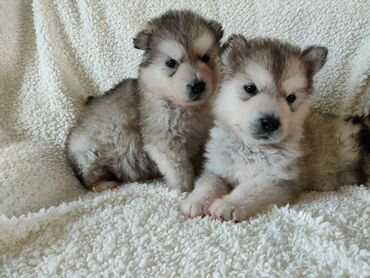 kreveti za kučiće: Štenci aljaškog malamuta Imamo 2 prekrasna AKC čistokrvna štenca