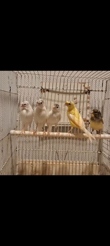 Кошки: Sağlam quşlar satılır 0555821615