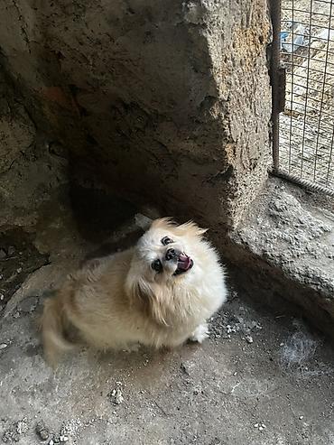 İtlər: Pekines — 2