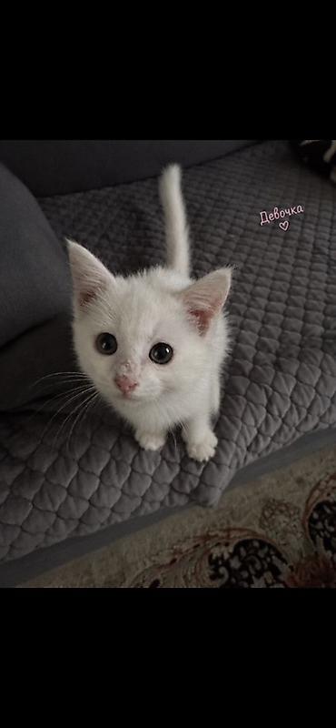 Отдам даром кошку: Кошка даром: Беспородная, 1 месяц, Девочка, Приучена к лотку — 3