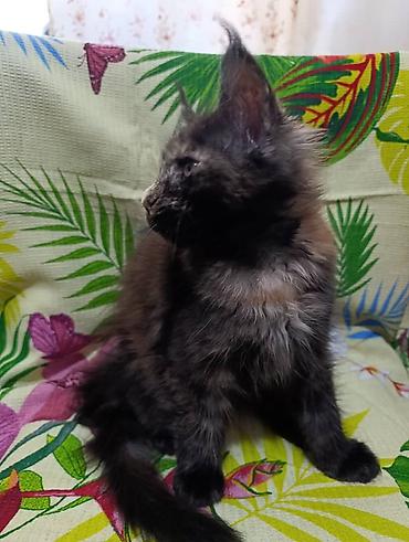 Мышыктар сатылат: Гиганты Кошачьего мира❤️ Мейн-Куны❤️❤️❤️Мини питомник не клеточного — 4