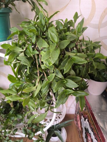 кроватка 7 в 1: Комнатное растение: традесканция (Tradescantia), ампельная форма. -