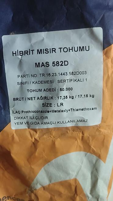 голанские розы: Продаю Кукурузу с поля. Сорт "MAS 582D". Bозможны варианты рущенной — 3