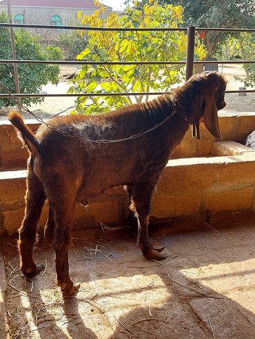 Keçi, çəpiş: 3üdə bir yerdə satılır, 1 erkəy 2 dişi marağlanan yaza bilər — 5