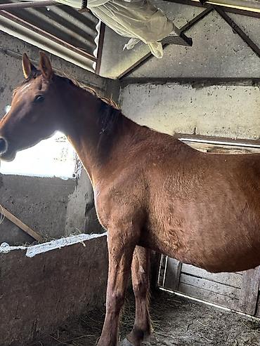 Лошади, кони: Продаю | Кобыла (самка) | Для разведения — 2
