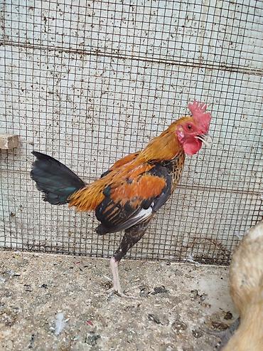 toyug hini: Toyuq, Damazlıq, Rayonlara çatdırılma — 6