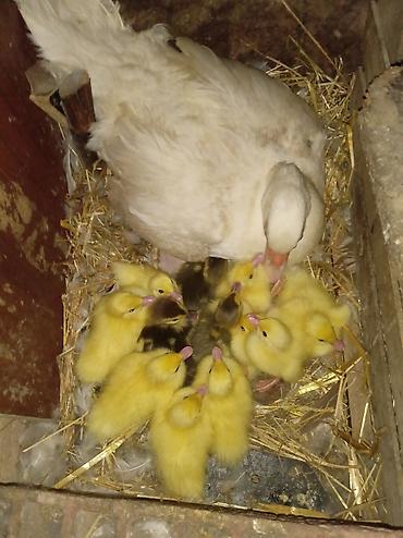 Lal ördək balaları Satılır Qiymət 3.50 ünvan Salyan Yaxın Ərazilərə