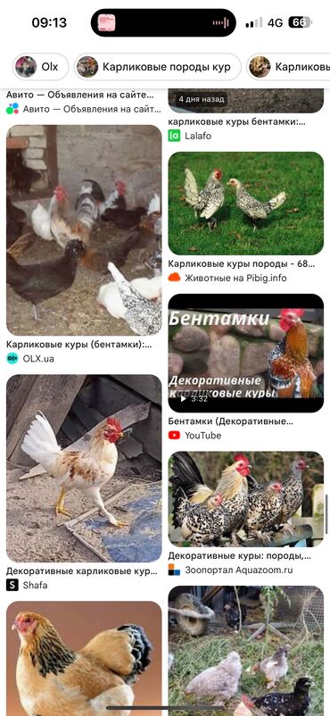 куры несушки хай лайн: Продам японских карликов‼️ Количество 50 - 60 Штук🔥 Оптом - 300 сом