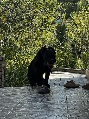 heyvan ve insan seksi: 6 ay, Erkək, Peyvəndli — 2