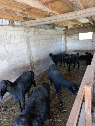 продажа баранов в бишкеке: Продаю | Овца (самка) | Для разведения