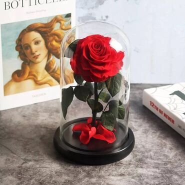 рассада роз: Роза в колбе (большой) 32см 16 см Живая роза в стеклянной колбе -