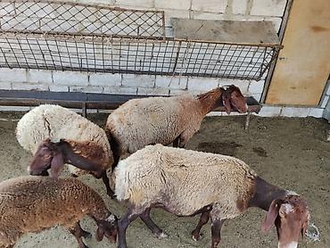 südlük keçi: Yerli baki cinsi qoyunlardi ekiz balaliyanlardi — 2