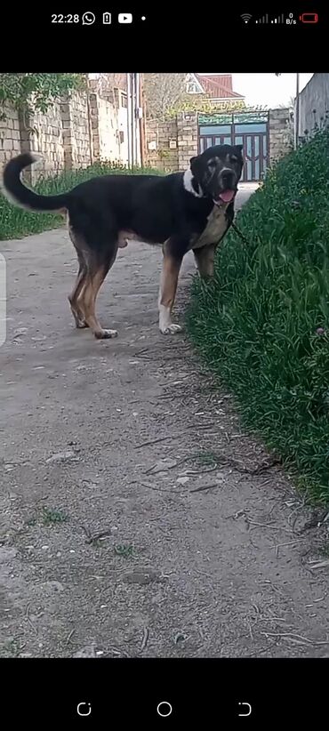 pitbul itler: Kanqal, 2 il, Erkek, Ünvandan götürmə