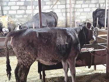 en ucuz at: Damazliq ücün cox super disi dana satilir.qiymede razilasma yeri — 2