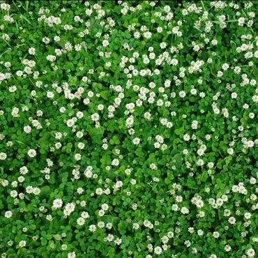 Другие виды семян и саженцев: Семена газона Газон Травка Любой сорт Клевер, спорт, мятлик — 8