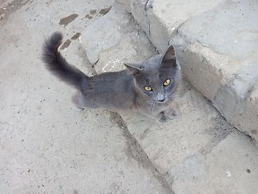 maine coon pişik: Boz rəngli pişik – qızılı gözlər, qısa-orta uzunluqda tüklər, uzun — 4