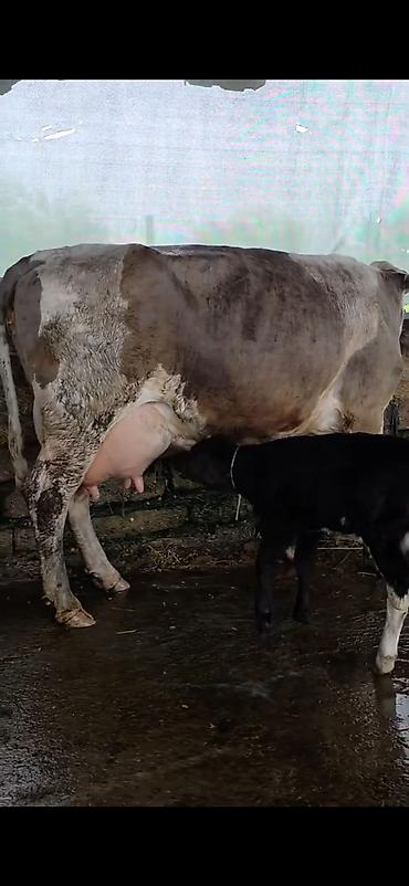 Inəklər, öküzlər: Südlük inək və bala -cins sives süd verimi 21 lt qarantia verirem — 9