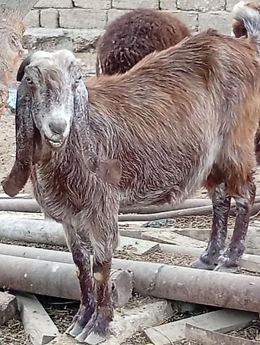 sanen keçisi: Saf qan damazlıq f5 deyilen helebin şami cinsidi öz heyetimin — 4