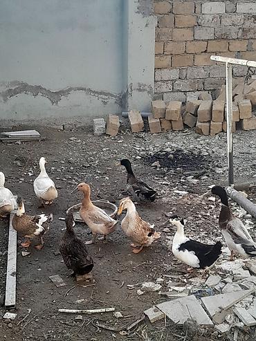 bocek satışı: Satış: ördəklər (qarışıq rəng və cinslər) Məhsul təsviri: - — 4