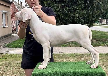 Psi: Leglo dogo argentino štenaca Sa ponosom predstavljamo vrhunsko leglo — 6