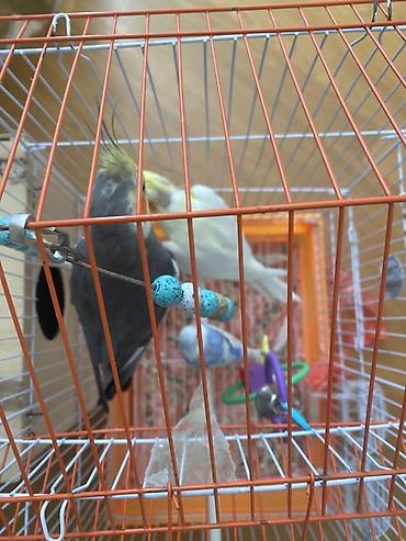 qus adlari: Məhsul: 2 ədəd korella 1 ədəd dalğalı tutuquşu . Ağ korella dişi — 4