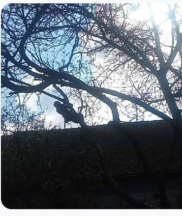 saracki alat: Na fotografijama je prikazano profesionalno obaranje i kresanje drveća — 4