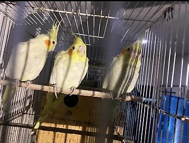 Məhsul: Nimfa tutuquşuları (Cockatiel) Təsvir: - Şəkillərdə müxtəlif lalafo.az -da Məhsul: Nimfa tutuquşuları (Cockatiel) Təsvir: - Şəkillərdə müxtəlif