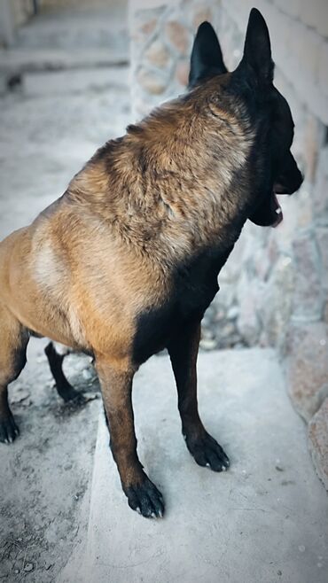 Вязка собак: Вязка: Бельгийская овчарка, Самец, 3 года, С прививкой, С родословной — 5